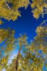 With Fall coming, an aspen grove slowly goes from green to yellow leaves. Art Print